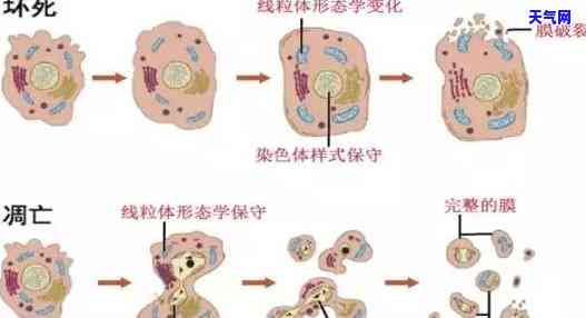 高冰晴绿翡翠值钱吗？了解高冰晴水绿翡翠和高冰绿翡翠的价格行情！