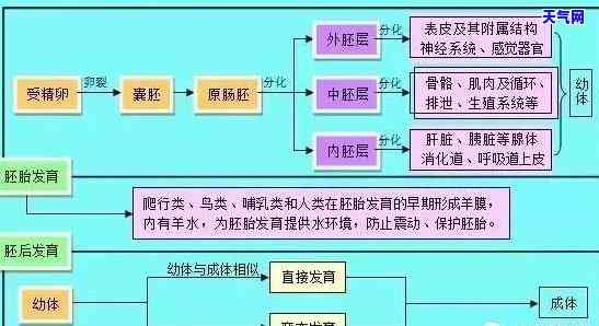 女性戴蓝珀吊坠的禁忌有哪些，女性佩戴蓝珀吊坠需要注意什么？全面解析禁忌与讲究