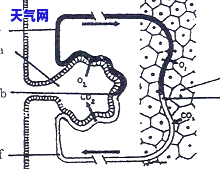 钠铝硅酸盐矿石，揭示钠铝硅酸盐矿石的秘密：性质、形成与应用