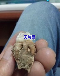 骨原石玛瑙石价格-古动物骨化石玛瑙