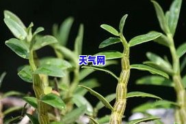 铁皮沙原石的特点-铁皮沙原石的特点有哪些