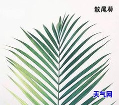 平安扣与叶子：哪个更值得拥有？