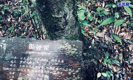 铜铃山景区，探索自然美景：铜铃山景区