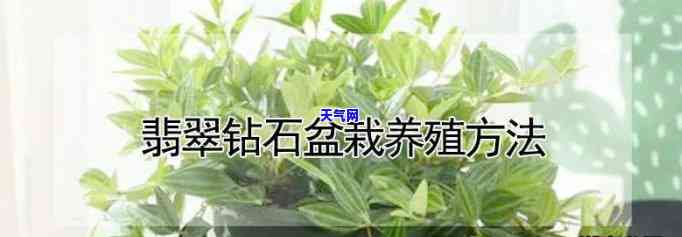 钻石翡翠花怎么移植，「钻石翡翠花」移栽养护技巧与注意事项