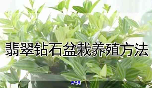 钻石翡翠花怎么移植，「钻石翡翠花」移栽养护技巧与注意事项