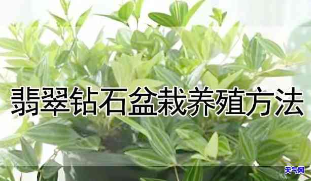 钻石翡翠养殖视频教程：详解种植技巧与养护方法