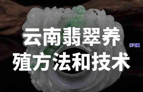 钻石翡翠养殖视频教程：详解种植技巧与养护方法