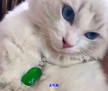 戴翡翠项链的猫猫叫什么名字，翡翠项链配饰下，这只猫咪的名字是什么？