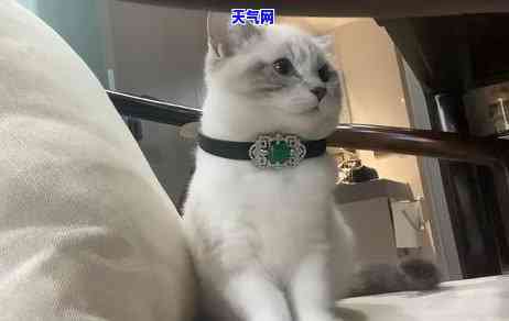 养猫可以养翡翠珠吗？图片欣赏大全