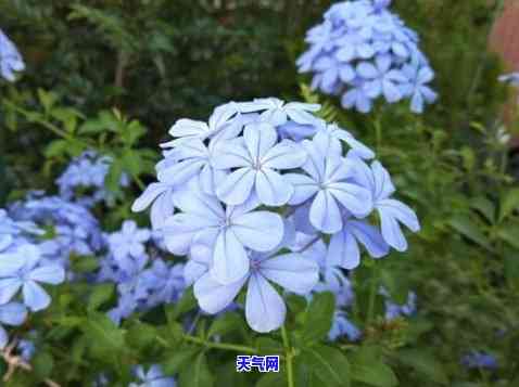 蓝雪花长棉絮，夏日清凉必备，蓝雪花长棉絮的魅力