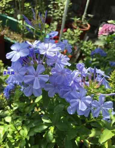 蓝雪花长棉絮，夏日清凉必备，蓝雪花长棉絮的魅力