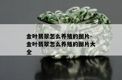 金叶翡翠怎么养殖的图片-金叶翡翠怎么养殖的图片大全