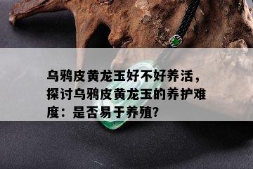 乌鸦皮黄龙玉好不好养活，探讨乌鸦皮黄龙玉的养护难度：是否易于养殖？