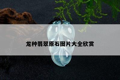 龙种翡翠原石图片大全欣赏