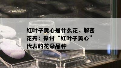 红叶子黄心是什么花，解密花卉：探讨“红叶子黄心”代表的花朵品种