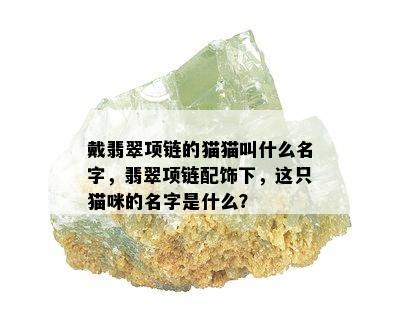 戴翡翠项链的猫猫叫什么名字，翡翠项链配饰下，这只猫咪的名字是什么？