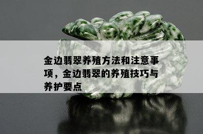 金边翡翠养殖方法和注意事项，金边翡翠的养殖技巧与养护要点