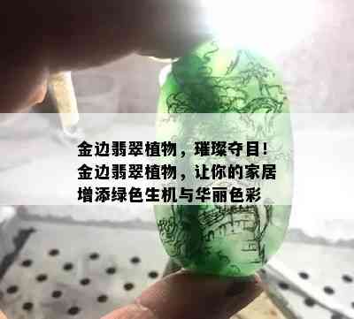 金边翡翠植物，璀璨夺目！金边翡翠植物，让你的家居增添绿色生机与华丽色彩