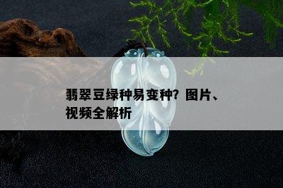 翡翠豆绿种易变种？图片、视频全解析