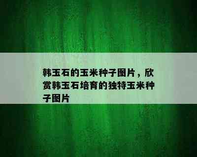 韩玉石的玉米种子图片，欣赏韩玉石培育的独特玉米种子图片