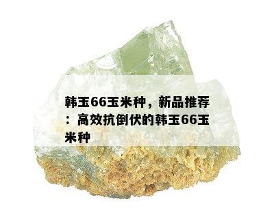 韩玉66玉米种，新品推荐：高效抗倒伏的韩玉66玉米种