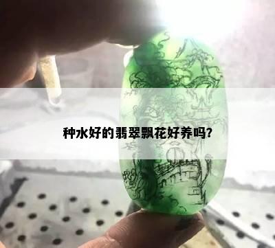 种水好的翡翠飘花好养吗？