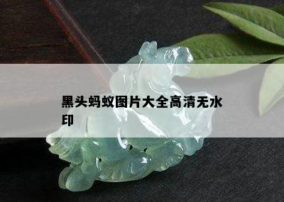 黑头蚂蚁图片大全高清无水印