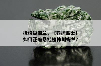 挂植蝴蝶兰，【养护贴士】如何正确悬挂植株蝴蝶兰？