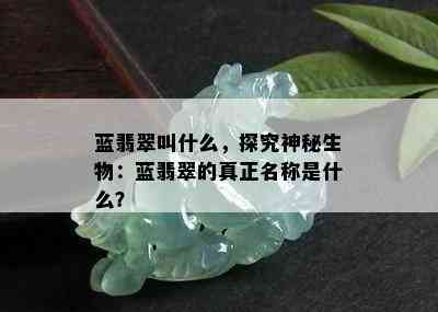 蓝翡翠叫什么，探究神秘生物：蓝翡翠的真正名称是什么？