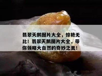 翡翠天鹅图片大全，惊艳无比！翡翠天鹅图片大全，带你领略大自然的奇妙之美！