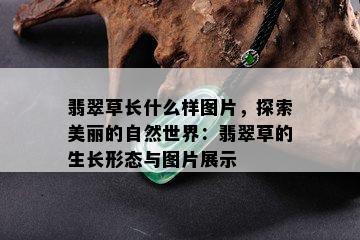 翡翠草长什么样图片，探索美丽的自然世界：翡翠草的生长形态与图片展示