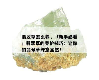 翡翠草怎么养，「新手必看」翡翠草的养护技巧：让你的翡翠草绿意盎然！