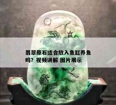 翡翠原石适合放入鱼缸养鱼吗？视频讲解 图片展示