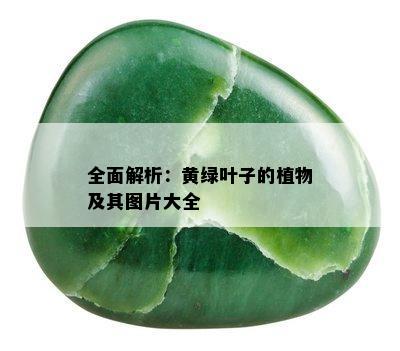 全面解析：黄绿叶子的植物及其图片大全